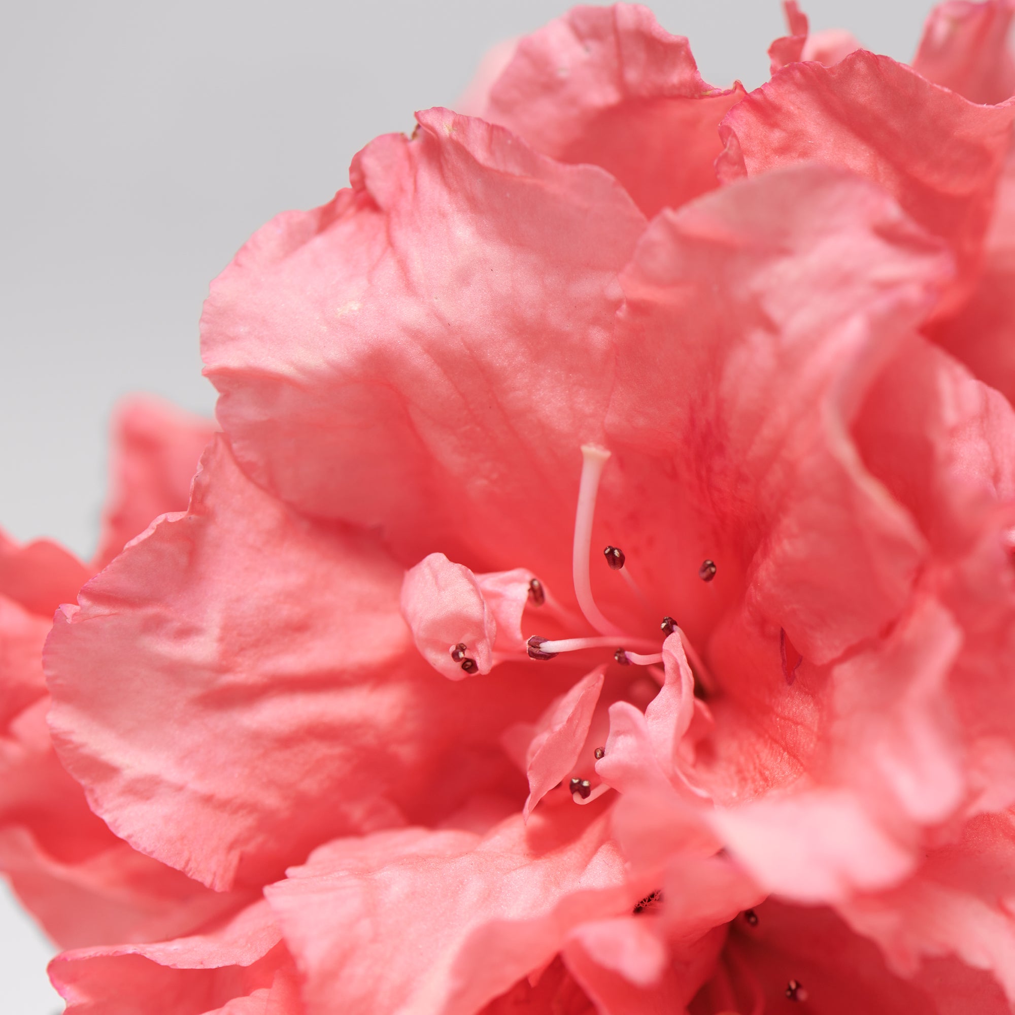 Close-up of pink flower petals with soft natural texture